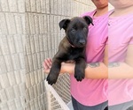 Puppy red collar Belgian Malinois