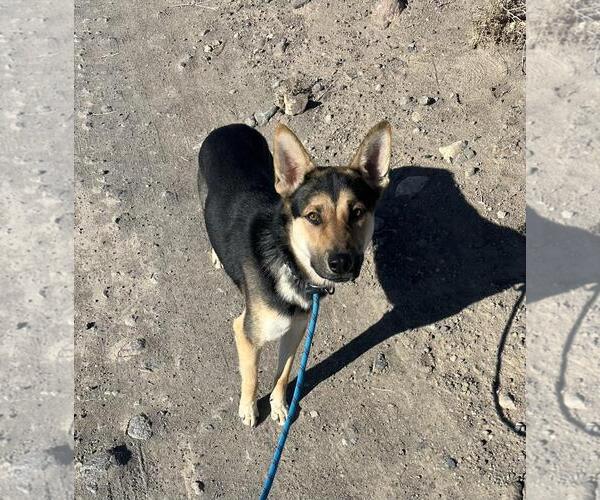 Medium Photo #6 Australian Kelpie-German Shepherd Dog Mix Puppy For Sale in Incline Village, NV, USA