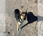 Small Photo #6 Australian Kelpie-German Shepherd Dog Mix Puppy For Sale in Incline Village, NV, USA