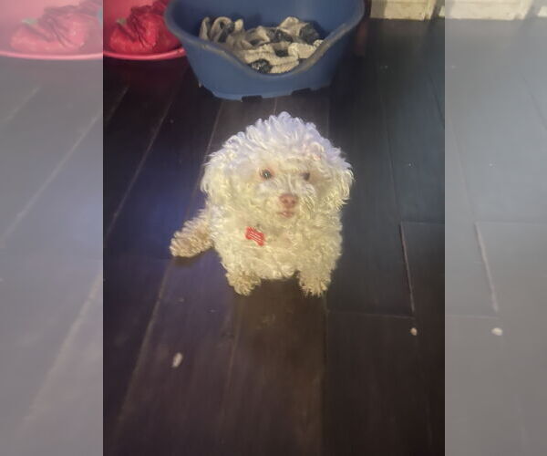 Medium Photo #2 Poodle (Miniature) Puppy For Sale in Victorville, CA, USA