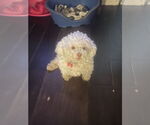 Small #1 Poodle (Miniature)