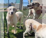 Small #4 Great Pyrenees Mix