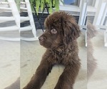 Small #11 Newfoundland