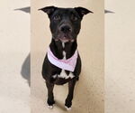 Small #4 American Pit Bull Terrier-Labrador Retriever Mix