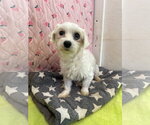 Small #2 Maltese