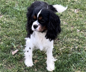 Father of the Cavalier King Charles Spaniel puppies born on 02/19/2023