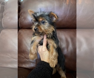 Yorkshire Terrier Puppy for sale in LOWELL, MA, USA