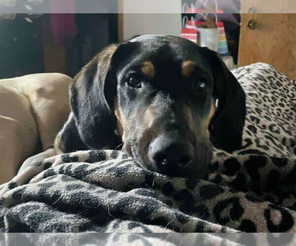 Medium Photo #5 Mutt Puppy For Sale in Minneapolis, MN, USA