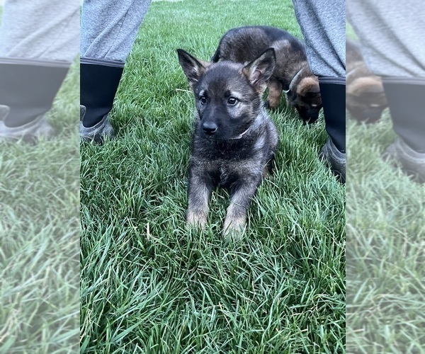Medium Photo #4 German Shepherd Dog Puppy For Sale in CENTERBURG, OH, USA