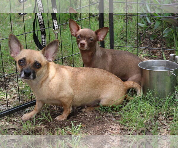 Medium Photo #4 Chug Puppy For Sale in Bandera, TX, USA