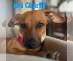 Small Photo #10 Dachshund-Unknown Mix Puppy For Sale in San Antonio, TX, USA