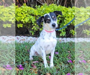 Rat Terrier Dogs for adoption in SAN FRANCISCO, CA, USA
