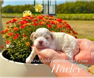 Maltipoo (Miniature) Puppy for sale in WINNSBORO, LA, USA