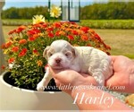 Image preview for Ad Listing. Nickname: Tiny Harley