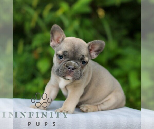 Medium Photo #4 French Bulldog Puppy For Sale in EAST EARL, PA, USA