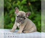 Small #3 French Bulldog