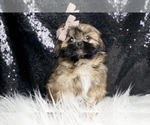 Puppy Tator tot AKC Shih Tzu