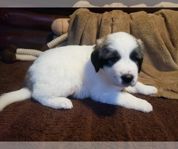 Medium Photo #706 Anatolian Shepherd-Maremma Sheepdog Mix Puppy For Sale in LECANTO, FL, USA