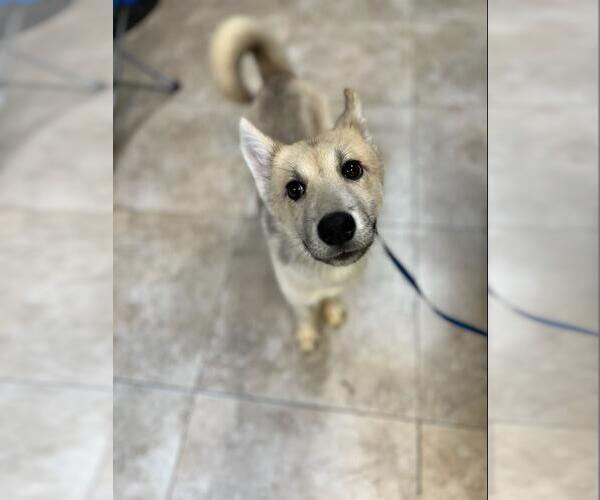 Medium Photo #16 Siberian Husky-Unknown Mix Puppy For Sale in Dana Point, CA, USA