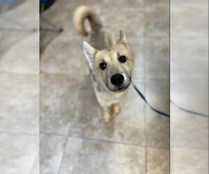 Sunny - Female Siberian Husky-Unknown Mix Dog for Adoption - Photo #16