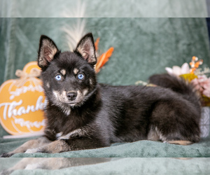 Pomsky Litter for sale in HAGERSTOWN, IN, USA