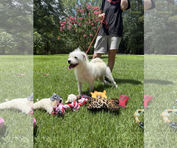 Medium Photo #3 Mutt Puppy For Sale in Yardley, PA, USA