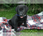 Puppy 10 Labrador Retriever