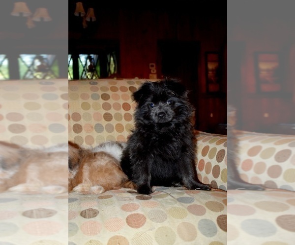 Medium Photo #35 Pom-Shi Puppy For Sale in DINWIDDIE, VA, USA
