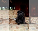 Small Photo #35 Pom-Shi Puppy For Sale in DINWIDDIE, VA, USA