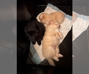 Chiranian Puppy for sale in WICHITA, KS, USA