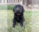 Puppy Arizona Labrador Retriever