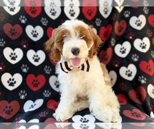 Medium Photo #1 Cock-A-Poo Puppy For Sale in LAKELAND, FL, USA