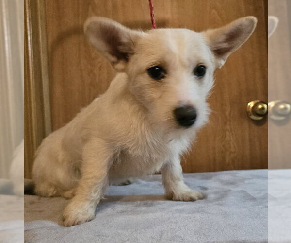 Medium Photo #2 Mutt Puppy For Sale in Olalla, WA, USA