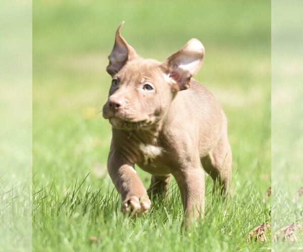 Medium Photo #4 Mutt Puppy For Sale in Mechanicsburg, PA, USA