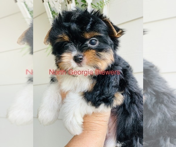 Medium Photo #3 Biewer Terrier Puppy For Sale in CANTON, GA, USA