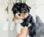Small Photo #3 Biewer Terrier Puppy For Sale in CANTON, GA, USA
