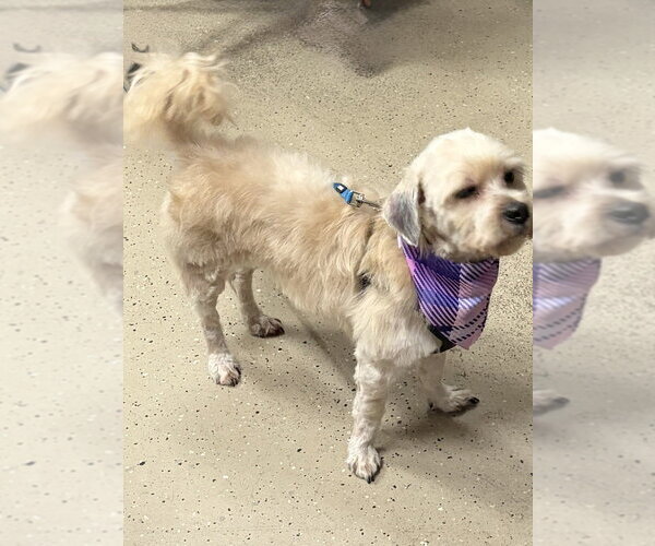 Medium Photo #2 Maltese-Unknown Mix Puppy For Sale in Mundelein, IL, USA