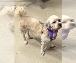 Small #1 Maltese Mix