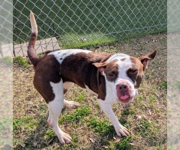 Medium Photo #1 Mutt Puppy For Sale in Texas City, TX, USA