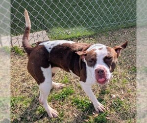 Mutt Dogs for adoption in Texas City, TX, USA