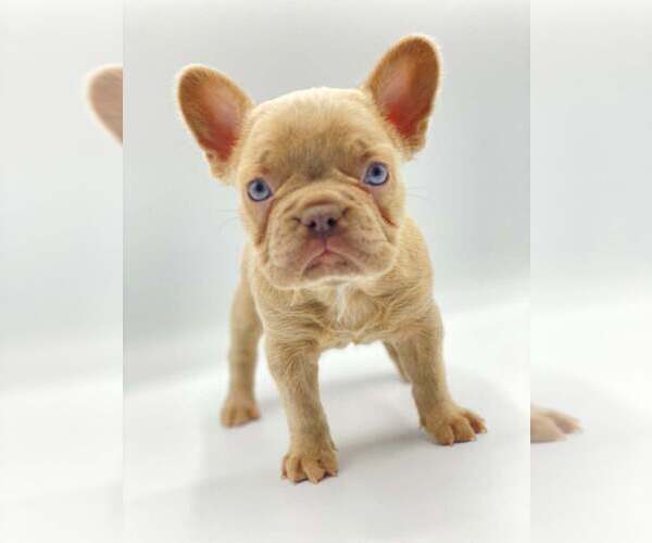 Medium Photo #1 French Bulldog Puppy For Sale in HALLANDALE, FL, USA
