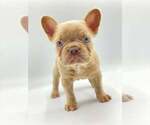 Small Photo #1 French Bulldog Puppy For Sale in HALLANDALE, FL, USA