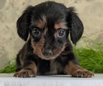 Small #6 Dachshund
