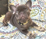 Puppy Reese French Bulldog
