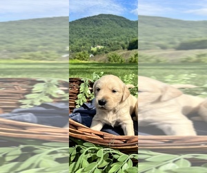 Golden Retriever Puppy for Sale in MOUNT AIRY, North Carolina USA
