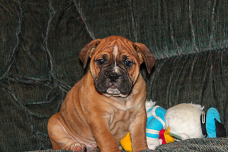 Olde English Bulldogge Puppy for sale in APPLE CREEK, OH, USA