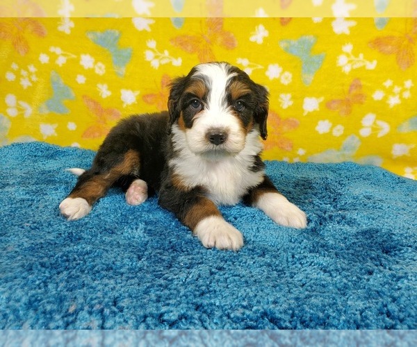 Medium Photo #6 Bernedoodle Puppy For Sale in COLORADO SPRINGS, CO, USA