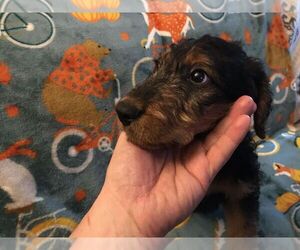 Airedale Terrier Puppy for sale in ISLE LA MOTTE, VT, USA
