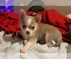 Chihuahua Puppy for sale in GRAY, LA, USA