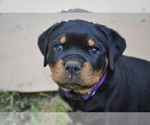 Small Photo #8 Rottweiler Puppy For Sale in LYONS, OR, USA
